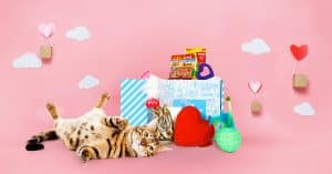 miaoubox
