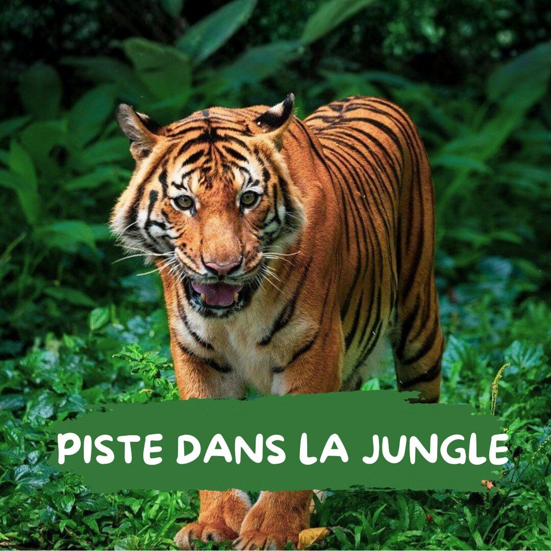 Trois missions de l’abonnement Aventuriers de la Nature : un ours polaire, un renard et un tigre dans leur milieu naturel