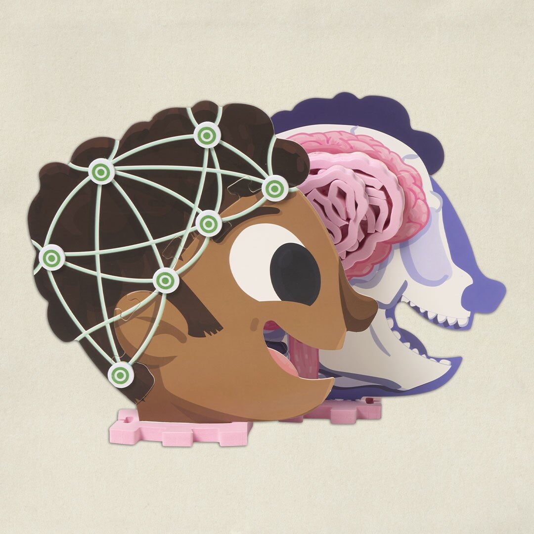 La maquette de tête Pandacraft ouverte sur les tranches de cerveau roses et le crâne